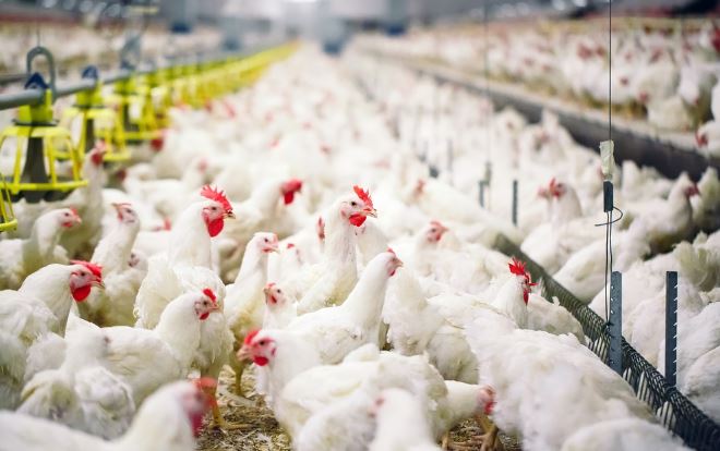 Protes Harga Anjlok, Peternak di Berbagai Daerah Akan Bagikan Ayam Gratis